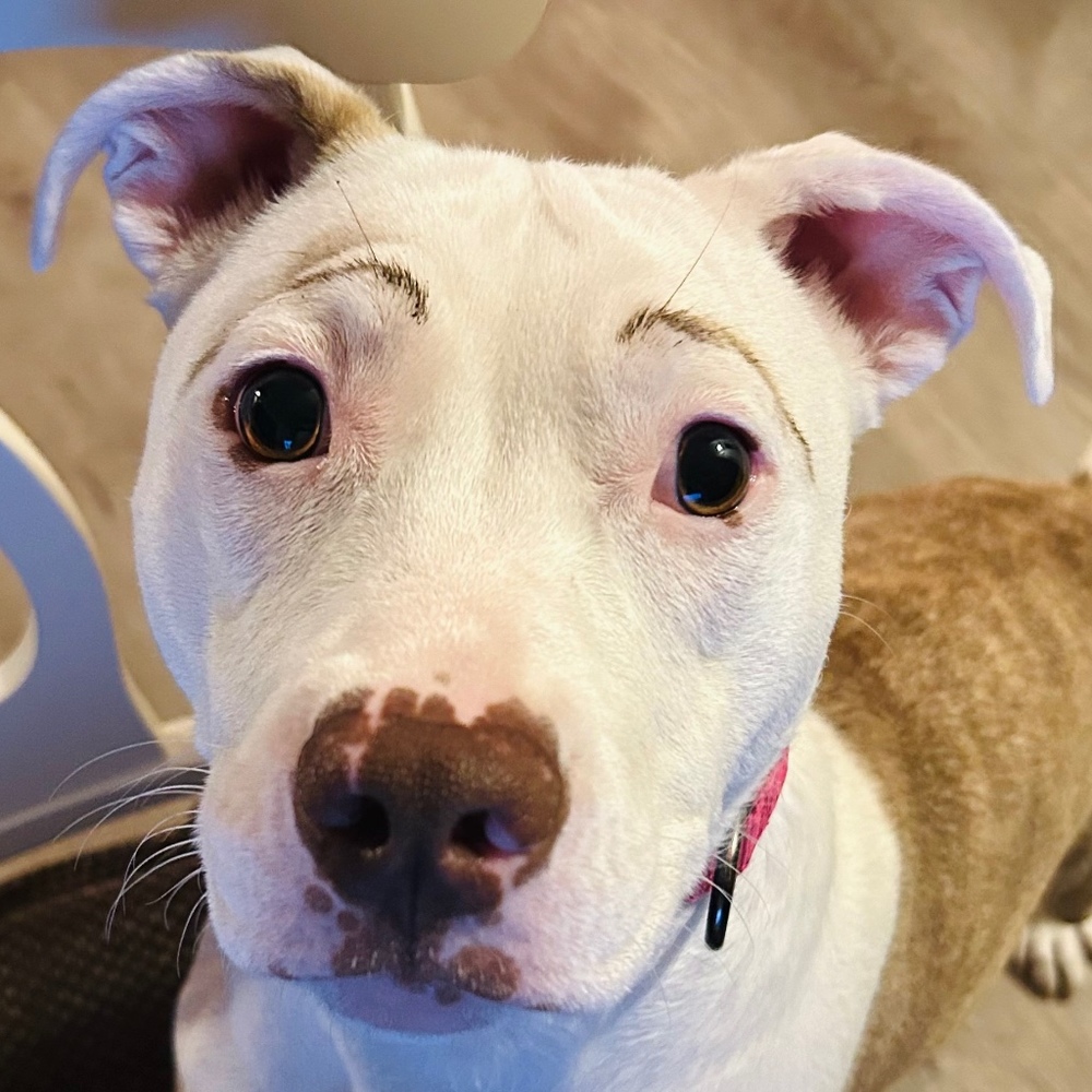 Meet your Posher, Camden